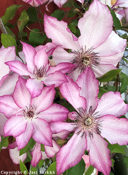 Clematis  'Omoshiro', loistokrh